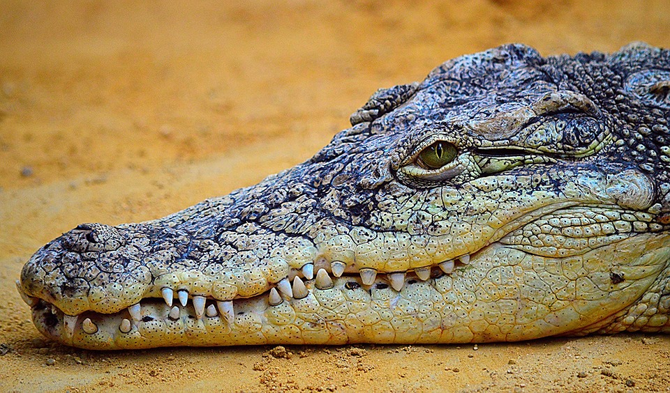 crocodile-875274_960_720